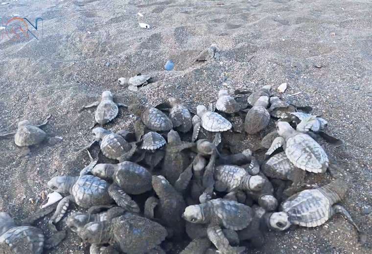 En Ostional llegan a desovar cuatro especies de tortugas diferentes