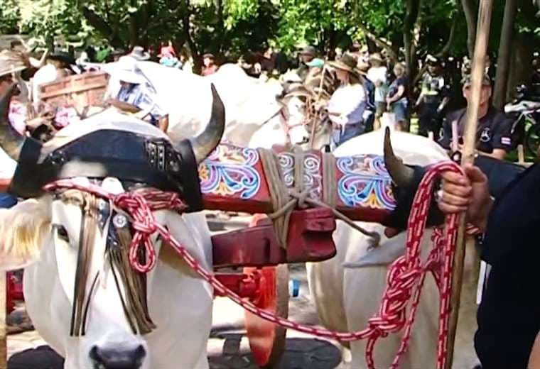 Con un recorrido muy diferente al tradicional, San José celebró su Desfile de Boyeros