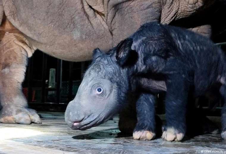 Nace una cría del amenazado rinoceronte de Sumatra en Indonesia