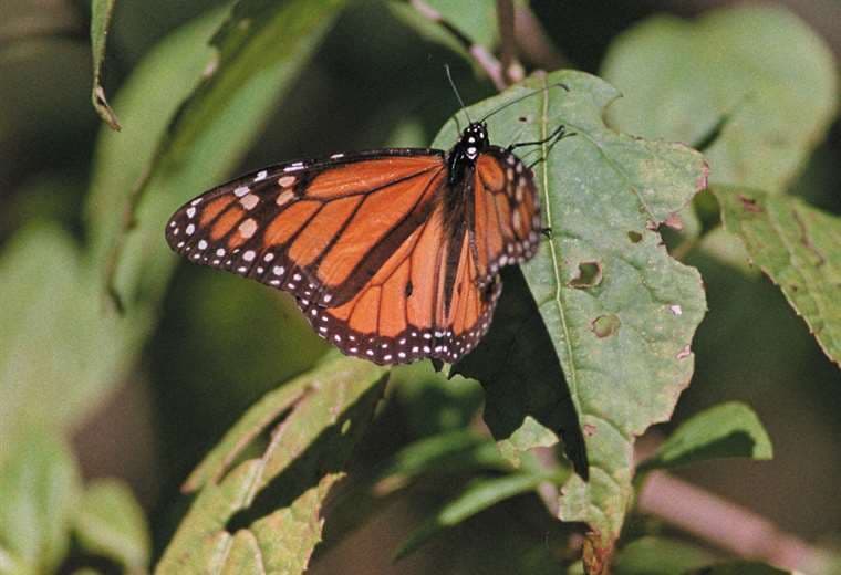 Mariposas monarca en peligro de extinción buscan sobrevivir en California