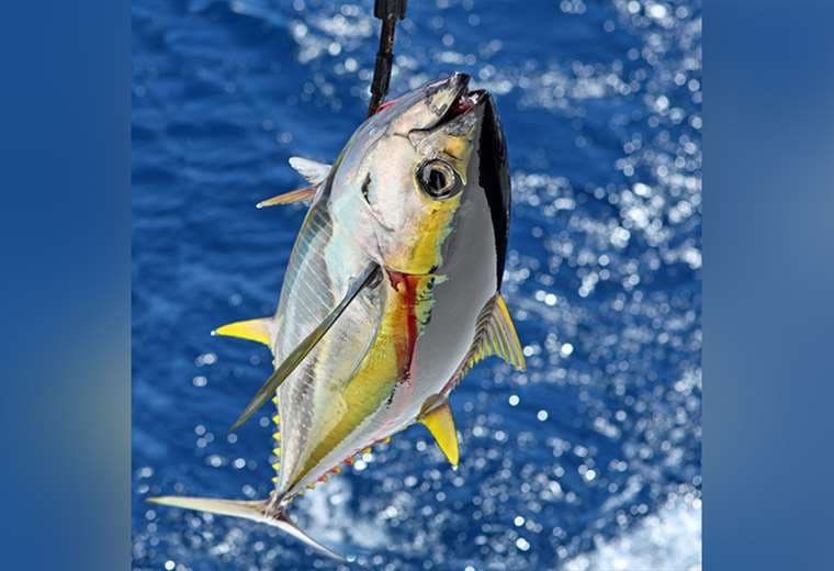 Expertos evalúan prácticas de pesca de atún, pez dorado y espada en Costa Rica
