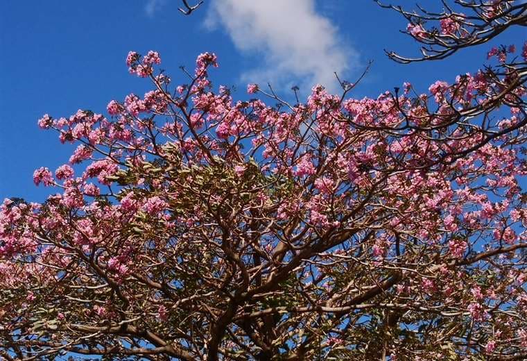 Curiosidades del Roble Sabana, el "cherry blossom" de Costa Rica