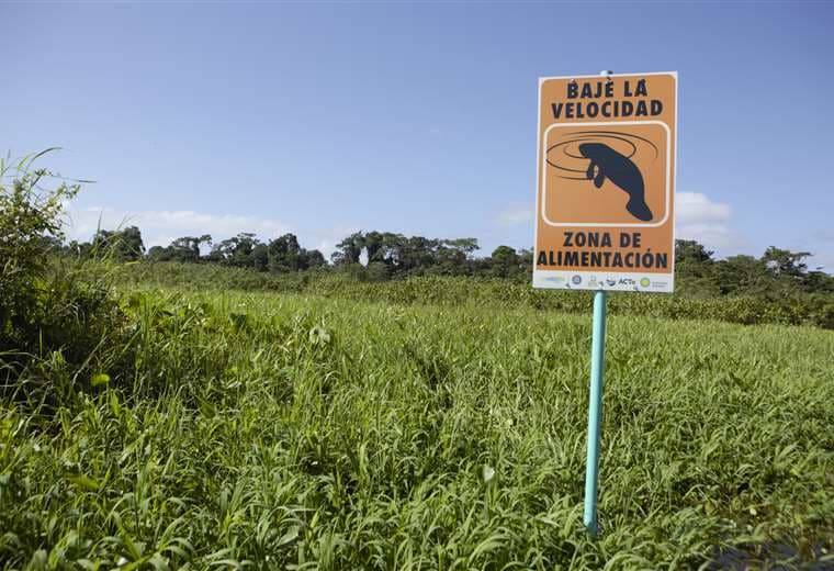 Manatíes en la Barra del Colorado.
