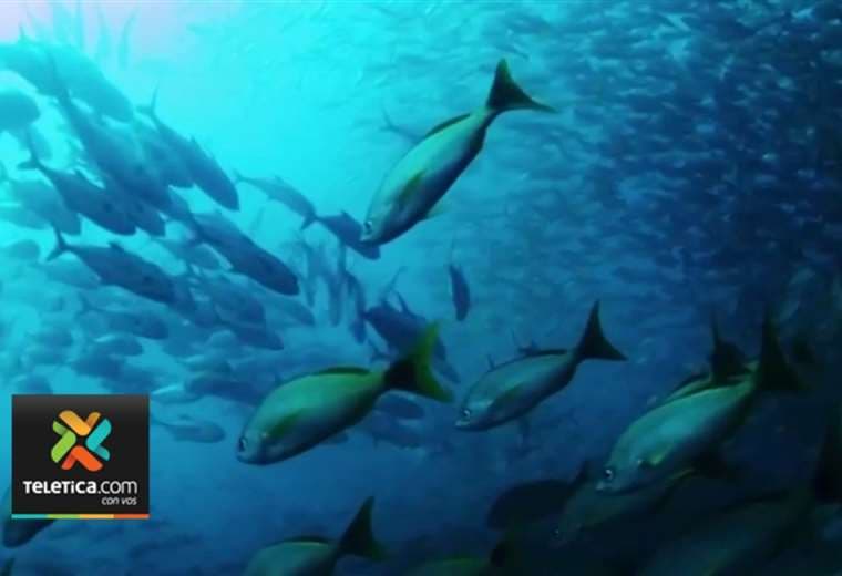 Nat Geo estrena documental sobre riqueza marina de Costa Rica