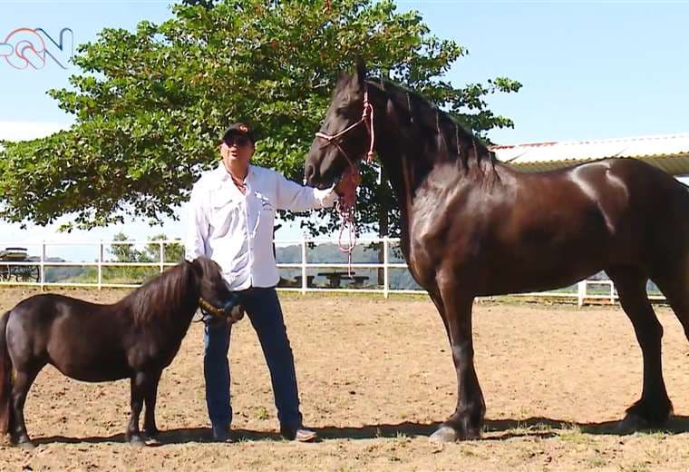 En Turrubares crían la raza de caballo más pequeña del mundo