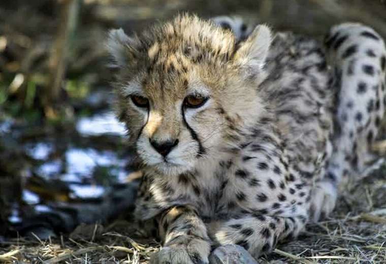 Muere en Irán uno de los últimos guepardos de Asia