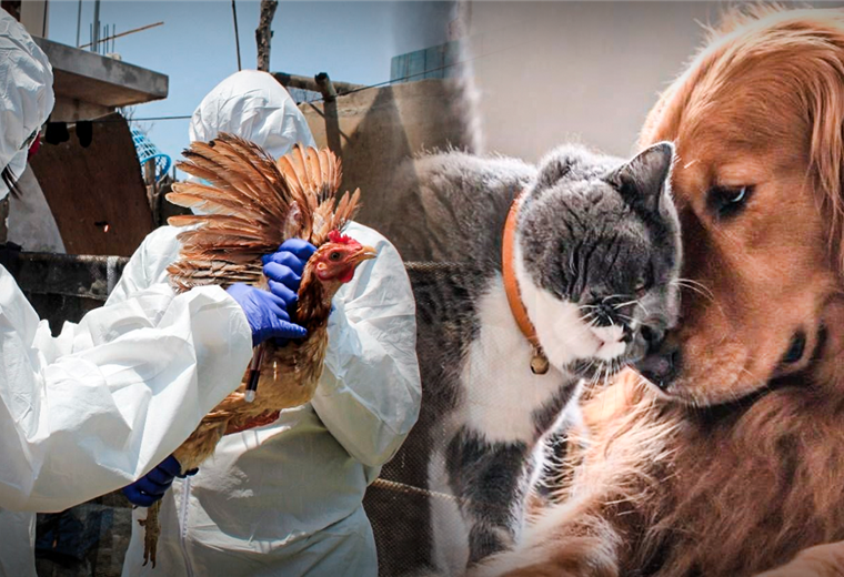 ¿Pueden contagiarse las mascotas de la gripe aviar?