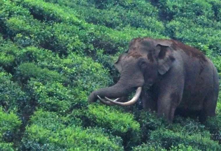 La singular historia del amistoso elefante cuya fama se convirtió en maldición