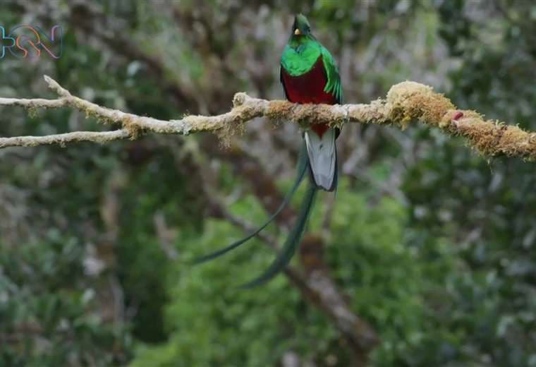 Conozca el lugar ideal para ver quetzales en Costa Rica