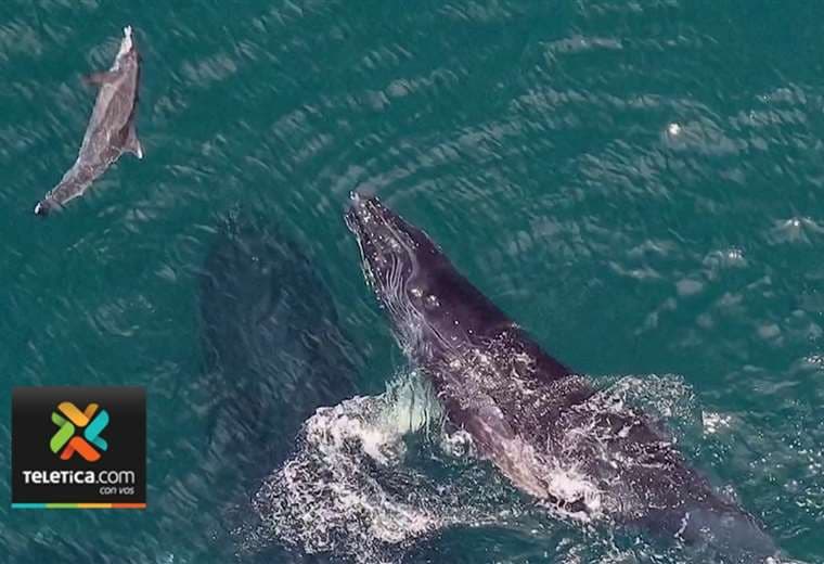 Piloto tico captó espectáculo de ballenas en el Pacífico