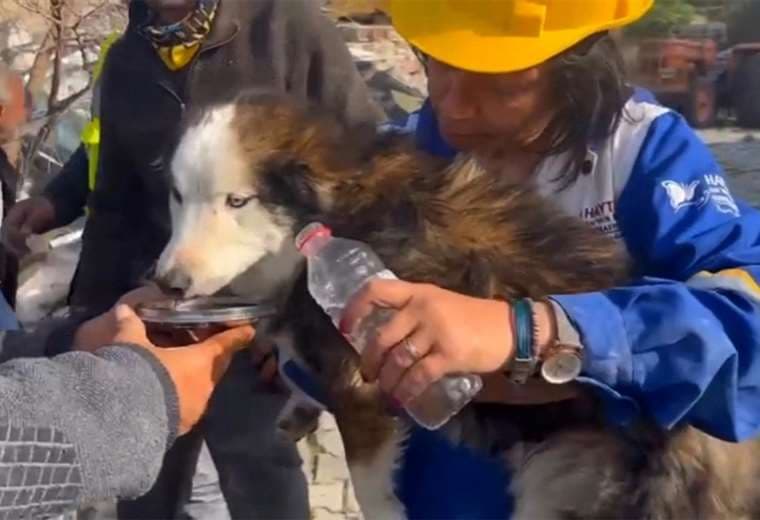 Rescatan a perro en Turquía tres semanas después del terremoto