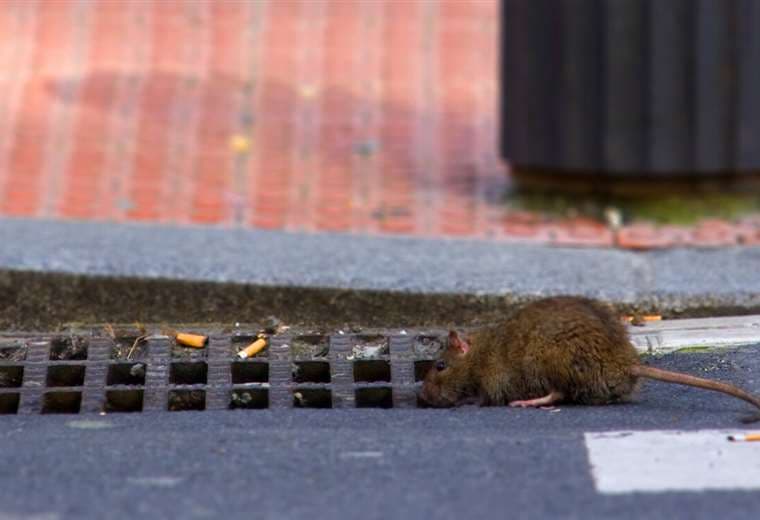 Estudio revela que ratas de Nueva York portan virus SARS-CoV-2