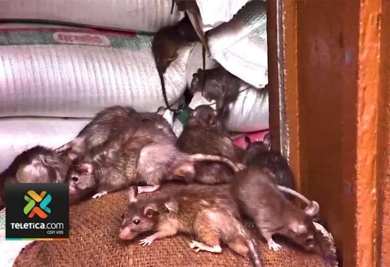 Población de ratas de campo aumenta en regiones Chorotega y Pacífico Central