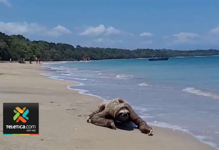 Perezoso se pasea por playa de Manzanillo y captura atención de turistas