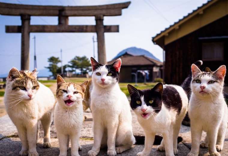 "Nekonomics": el poder de los gatos en la economía japonesa