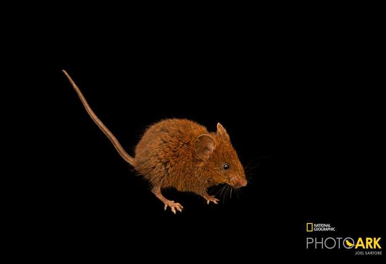 El ratón cantor de cola larga Scotinomys xerampelinus es una especie endémica