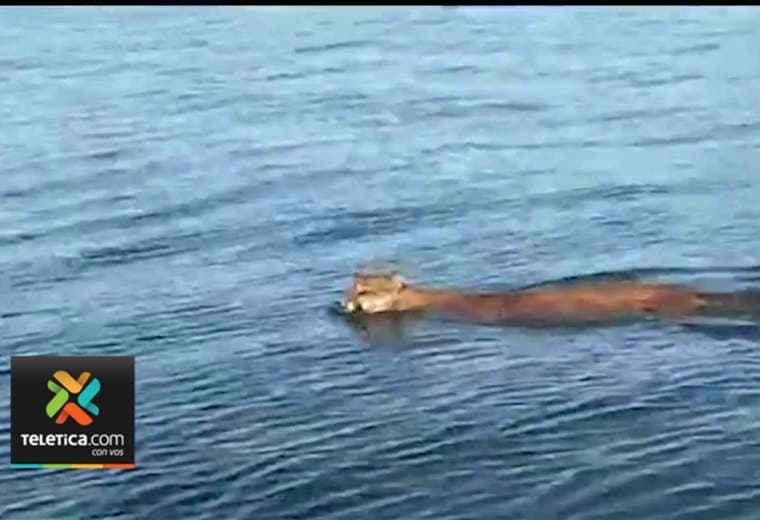 Video: Un puma en el mar y otros curiosos avistamientos durante Semana Santa