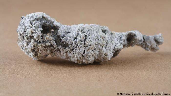 Material formado por rayo que cayó sobre árbol en Florida puede ser un nuevo mineral
