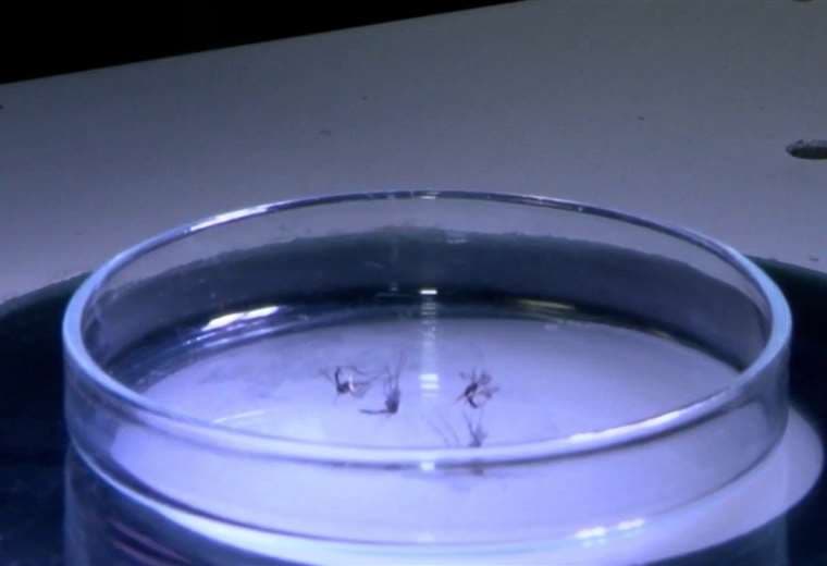 Aumentan a 115 los casos de malaria detectados en Limón 