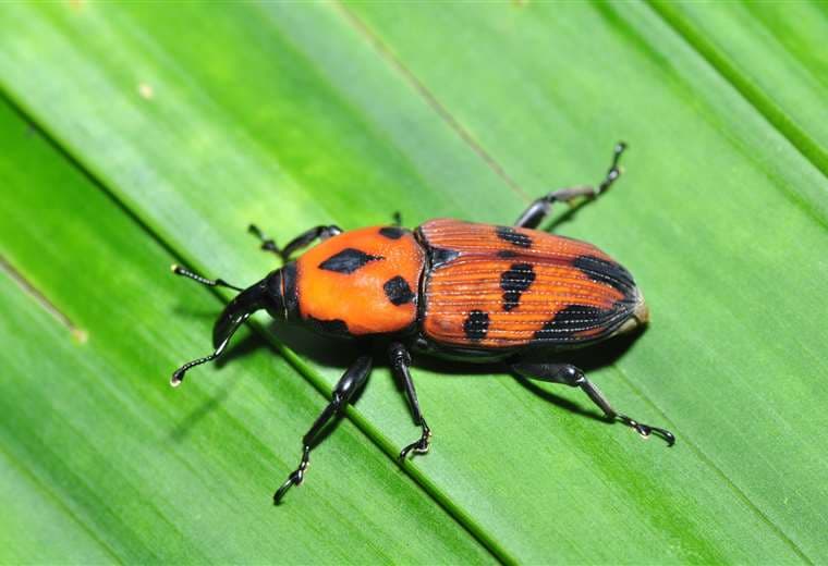 Plaga de escarabajos está atacando y dañando las piñeras de la Zona Norte   