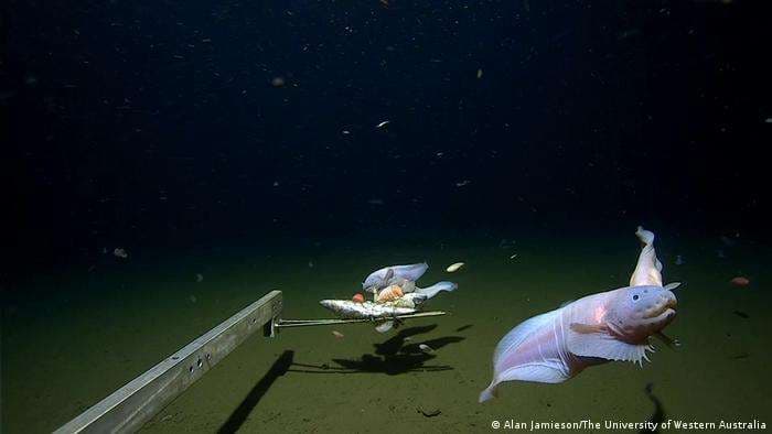 Científicos graban a un pez a 8.300 metros de profundidad, el registro más profundo