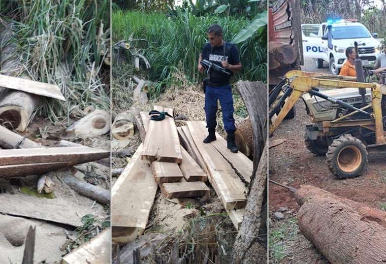 Continúan los decomisos de madera talada ilegalmente en Osa