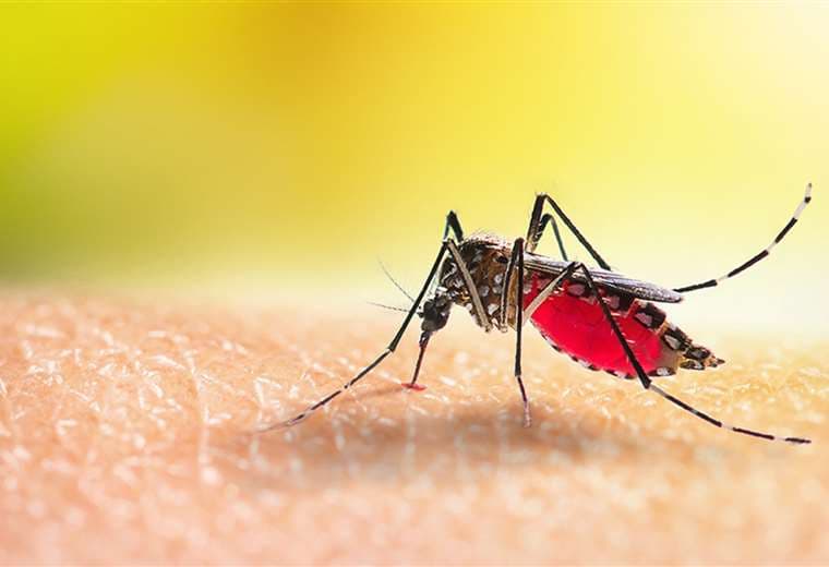 Evite la propagación de insectos y mosquitos durante la época lluviosa