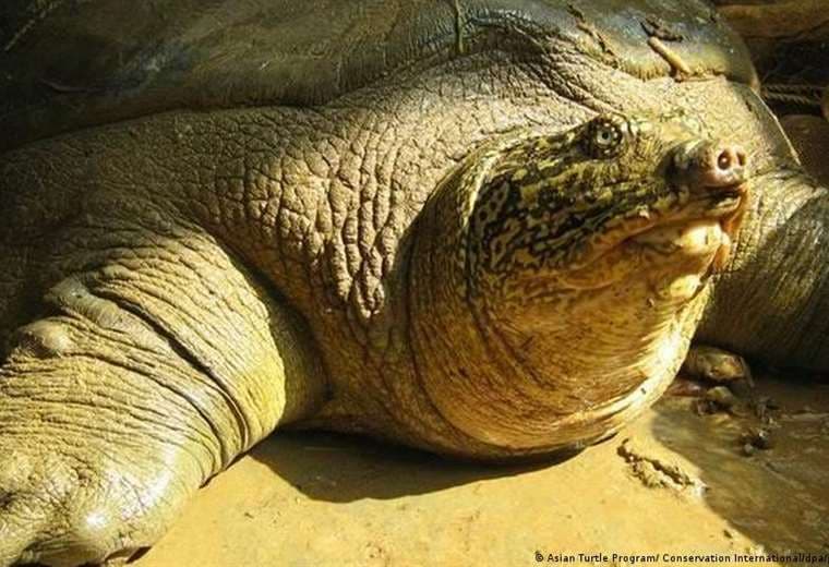 ¿Fin de una especie? Hallan muerta la última hembra de tortuga gigante del Yangtsé