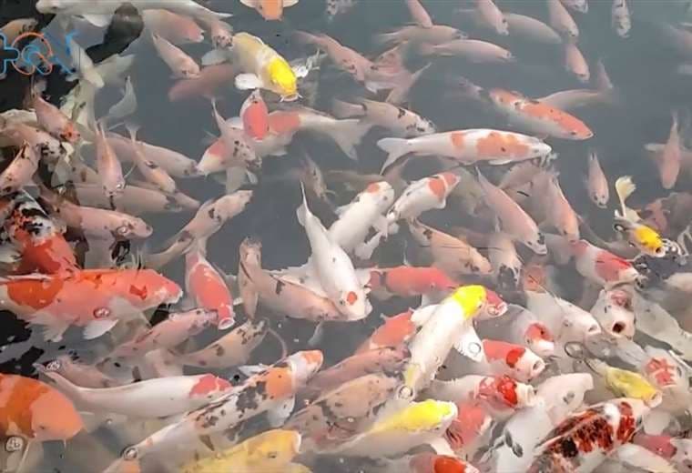 Estos coleccionistas pagan hasta dos millones de colones por un pez