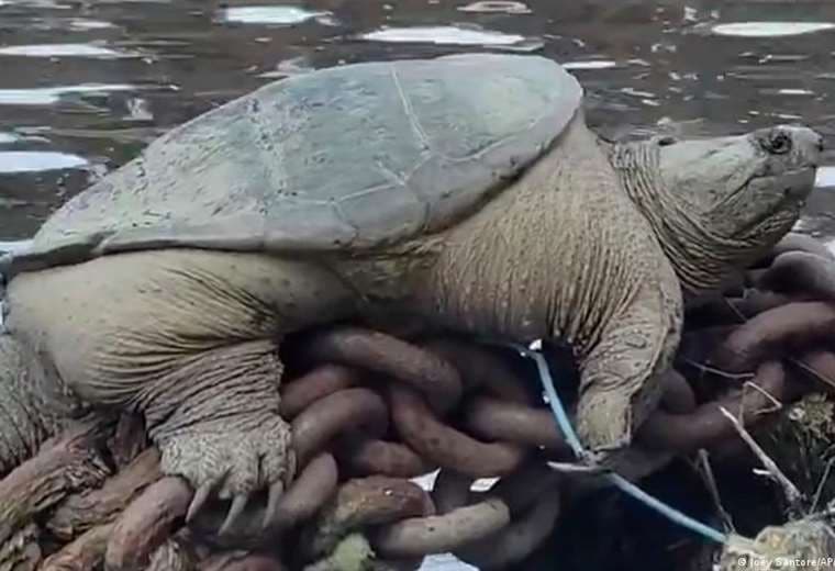 Asombro en redes por colosal tortuga "chonkasaurus" avistada en río de Estados Unidos