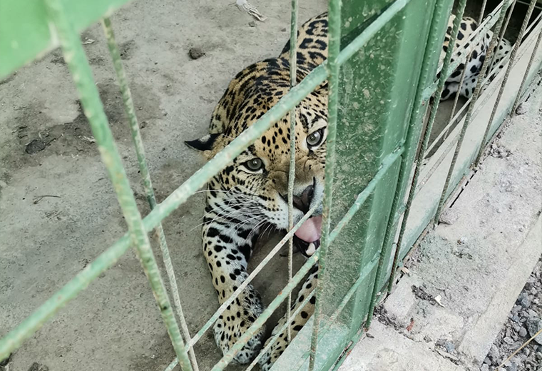 SINAC decomisa jaguar en cautiverio en Rancho Redondo