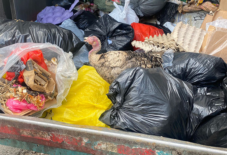 Encuentran chompipa dentro de bolsa de basura en San Isidro de Heredia