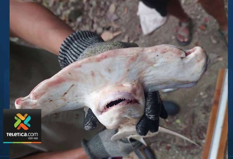 Detienen pescadores sospechosos de capturar 27 tiburones martillo en Puntarenas
