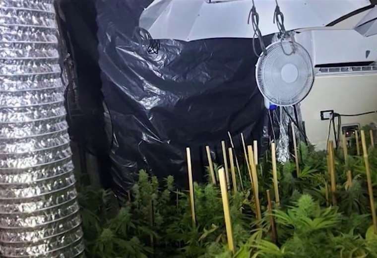 Sospechosos de cultivar marihuana hidropónica irán nueve meses a prisión preventiva