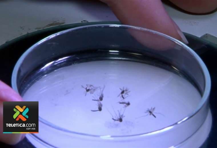 Salud interviene Sarapiquí por presencia de cuatro variedades de dengue