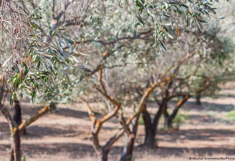 Sequía en España: el aceite de oliva se convierte en un lujo