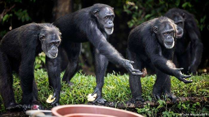 Ciudad alemana ofrece bodas en zoológico con chimpancés