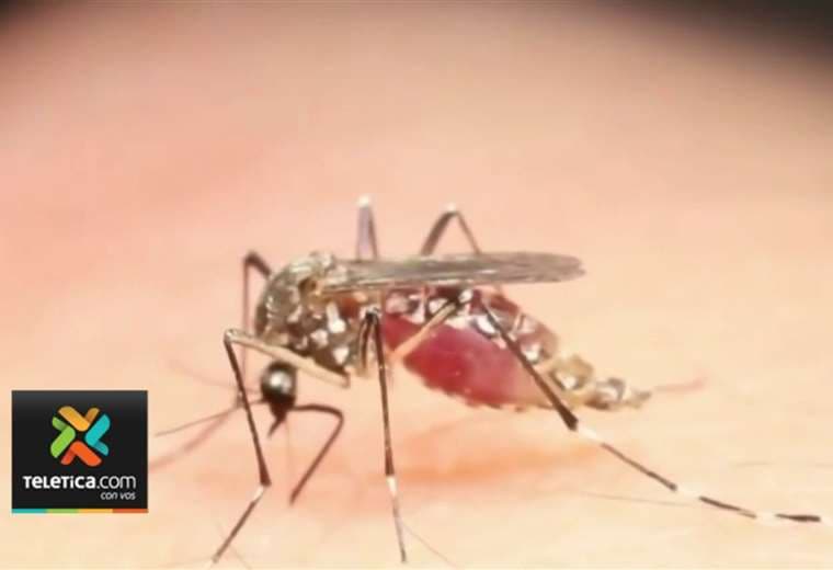 Salud reporta tres brotes de dengue en el país