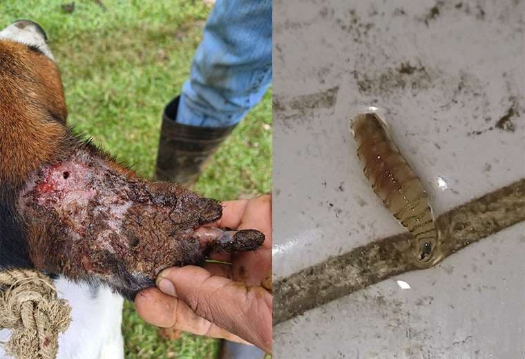 Senasa confirma primer caso de gusano barrenador en el país