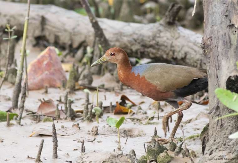 Los siete mejores ‘hotspots’ para avistamiento de aves en Guanacaste