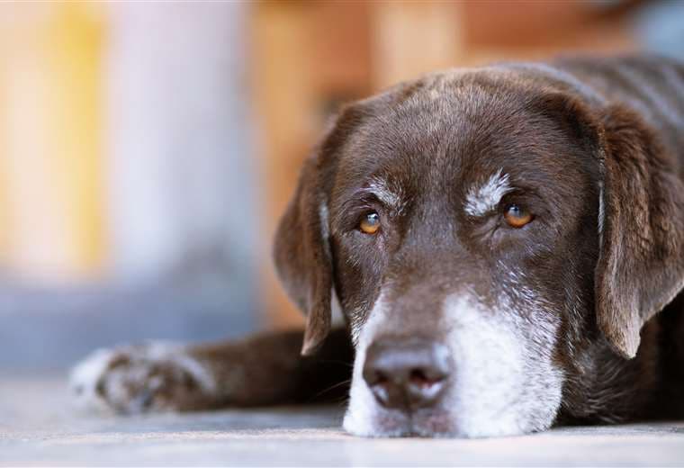 Consejos indispensables para cuidar a un perro en su etapa geriátrica