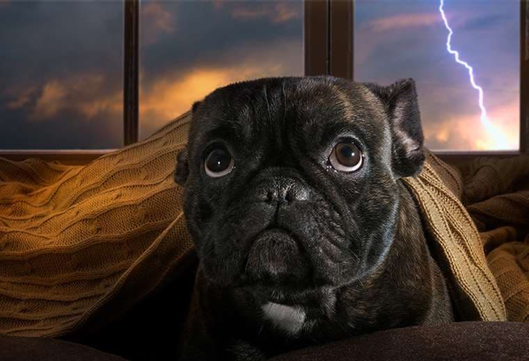Tormentas eléctricas y perros: Medidas para garantizar su seguridad y bienestar