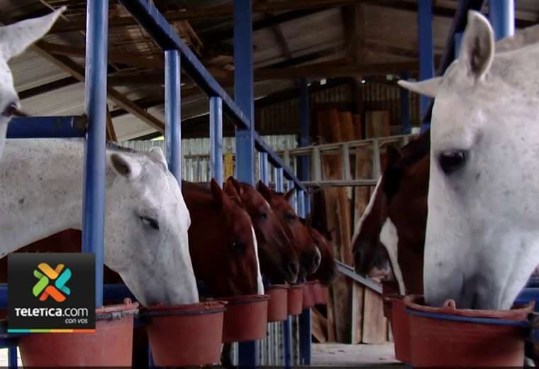 Seguridad Pública apostará a la cría y reproducción de sus caballos
