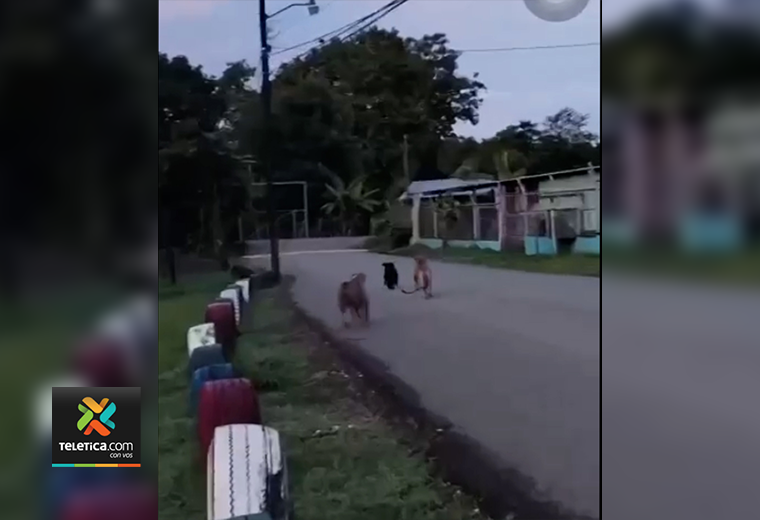 Hombre suelta a sus dos perros y los graba mientras atacan a zaguate