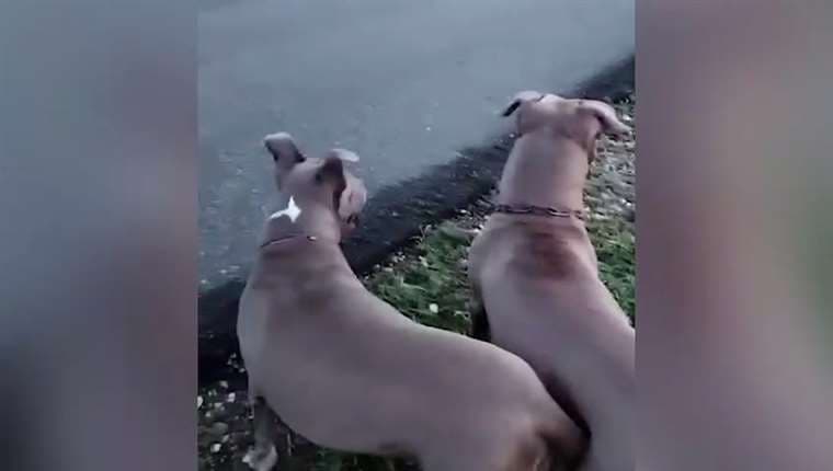 Dos perros se recuperan tras violento ataque en Golfito