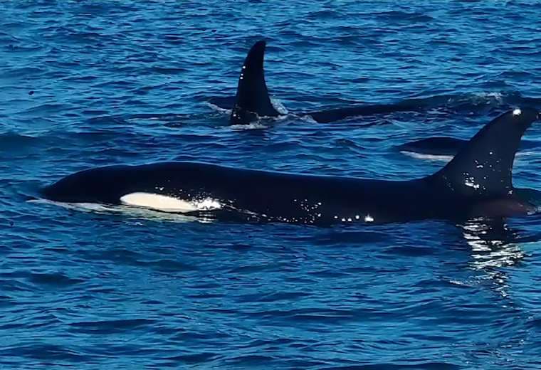 Video: Orcas atacan y matan cría de ballena jorobada frente a playa Mal País