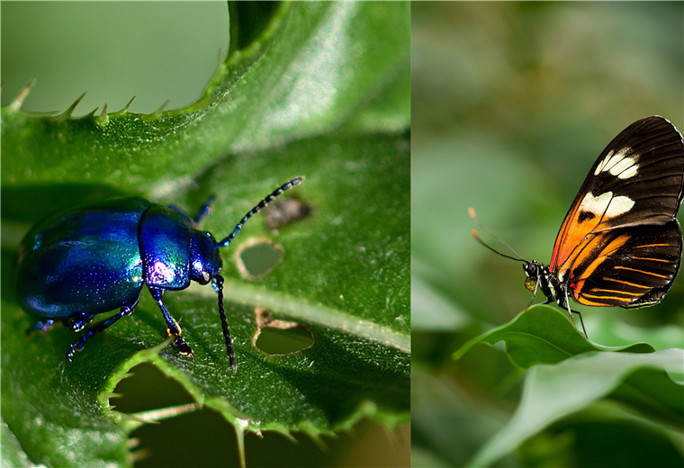 Caja con escarabajos de Costa Rica puede dejar ganancia de hasta $500 mil en Europa