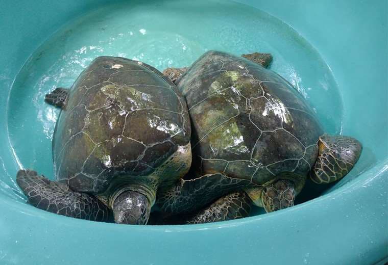Guardacostas rescatan a tres tortugas verdes y detienen a contrabandistas en Limón
