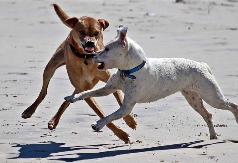 Ataques entre perros: ¿Qué dice nuestra legislación al respecto?