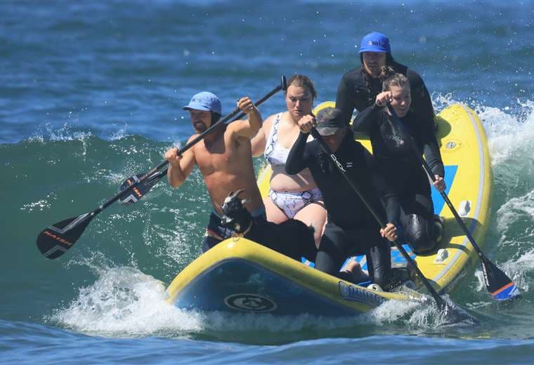 Cabras al agua: los cuadrúpedos enseñan a surfear en California